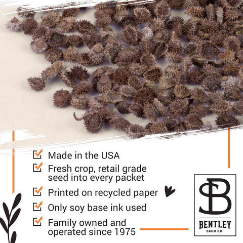 Bentley Seed Co. Bouquet-ready Forget-Me-Nots for home arrangements.