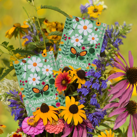 Bentley Seed Co. mid-summer bloom preview with bright petals.