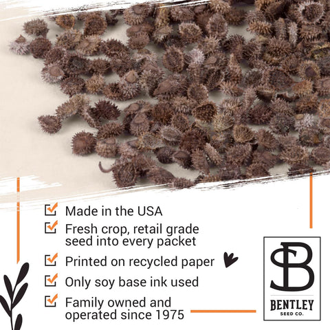 Bentley Seed Co organic non-gmo seed packet image supports natural sustainable home gardening
