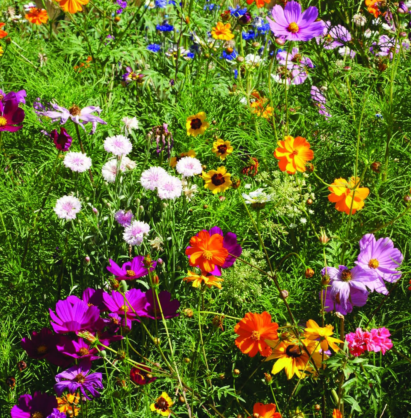 Bentley Seed Co. Pollinator garden idea, fills 10 sq ft with blooms.