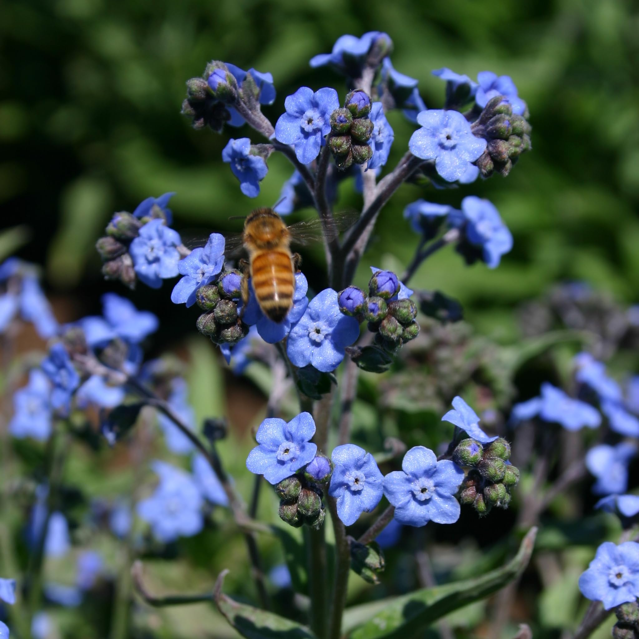 Bentley Seed Co. Remember-life garden idea with Chinese Forget-Me-Nots.
