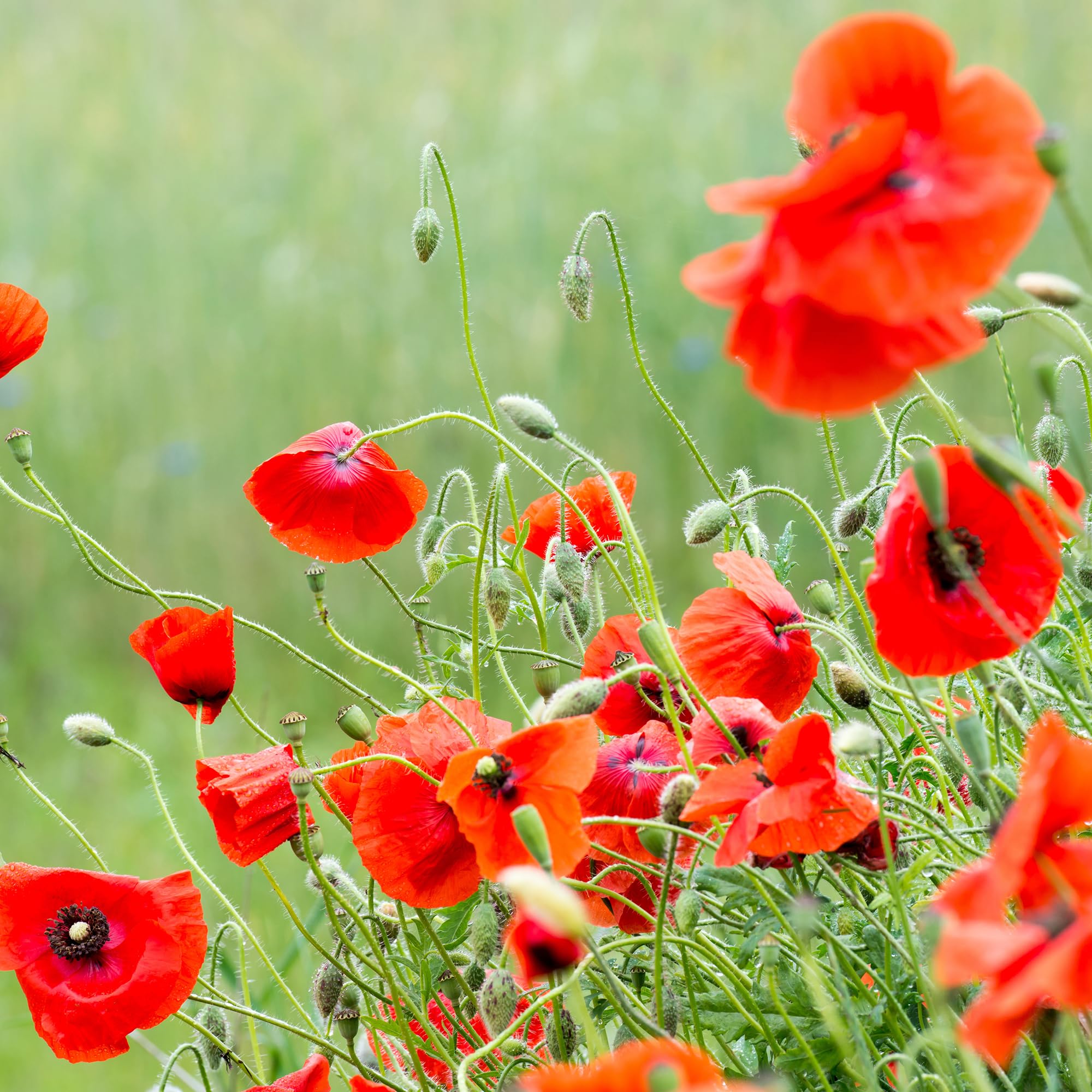Bentley Seed Co remembrance poppy bloom idea for year-round garden tribute.