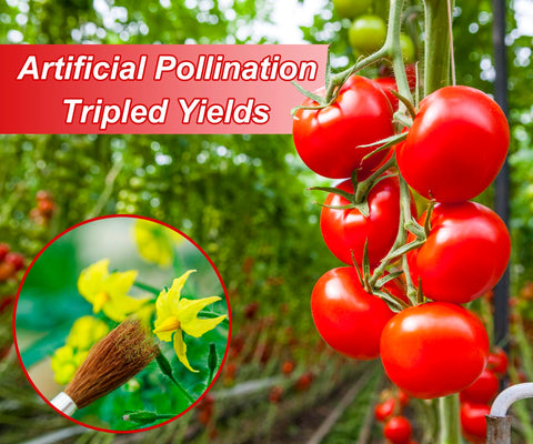 BENYRUAI wooden-handle pollinator for greenhouse vegetables and flowers.