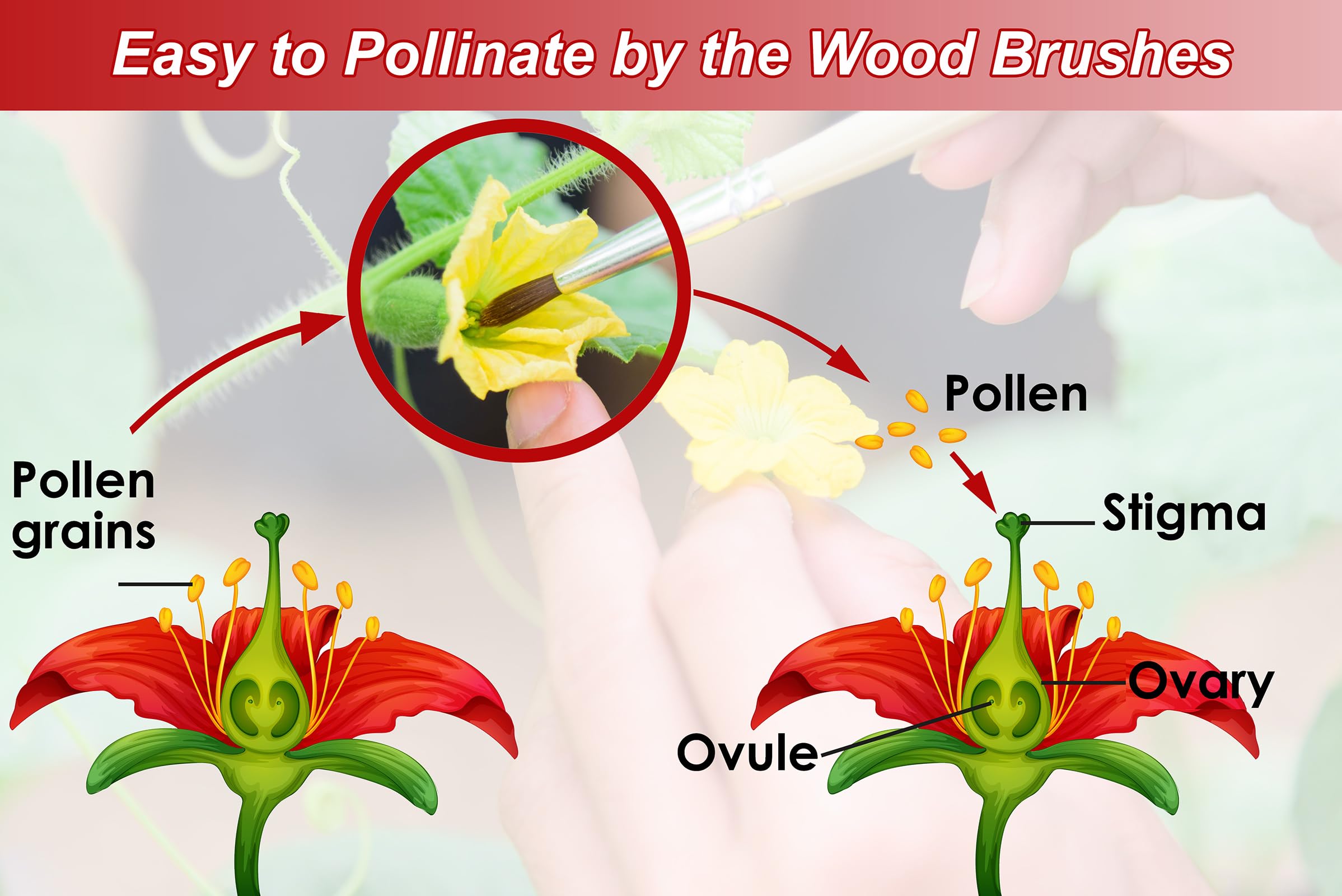 BENYRUAI soft-wool brush protects delicate blooms during pollination.