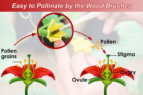 BENYRUAI soft-wool brush protects delicate blooms during pollination.