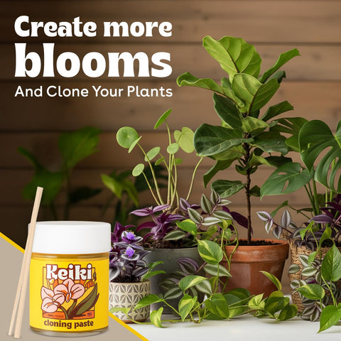 Applying Berkland Keiki Paste to a stem to start new roots.