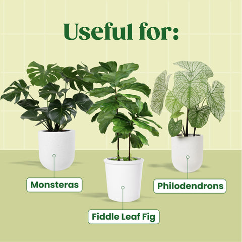 Berkland Root Supplement indoor fiddle leaf fig leaves close-up shows glossy growth.