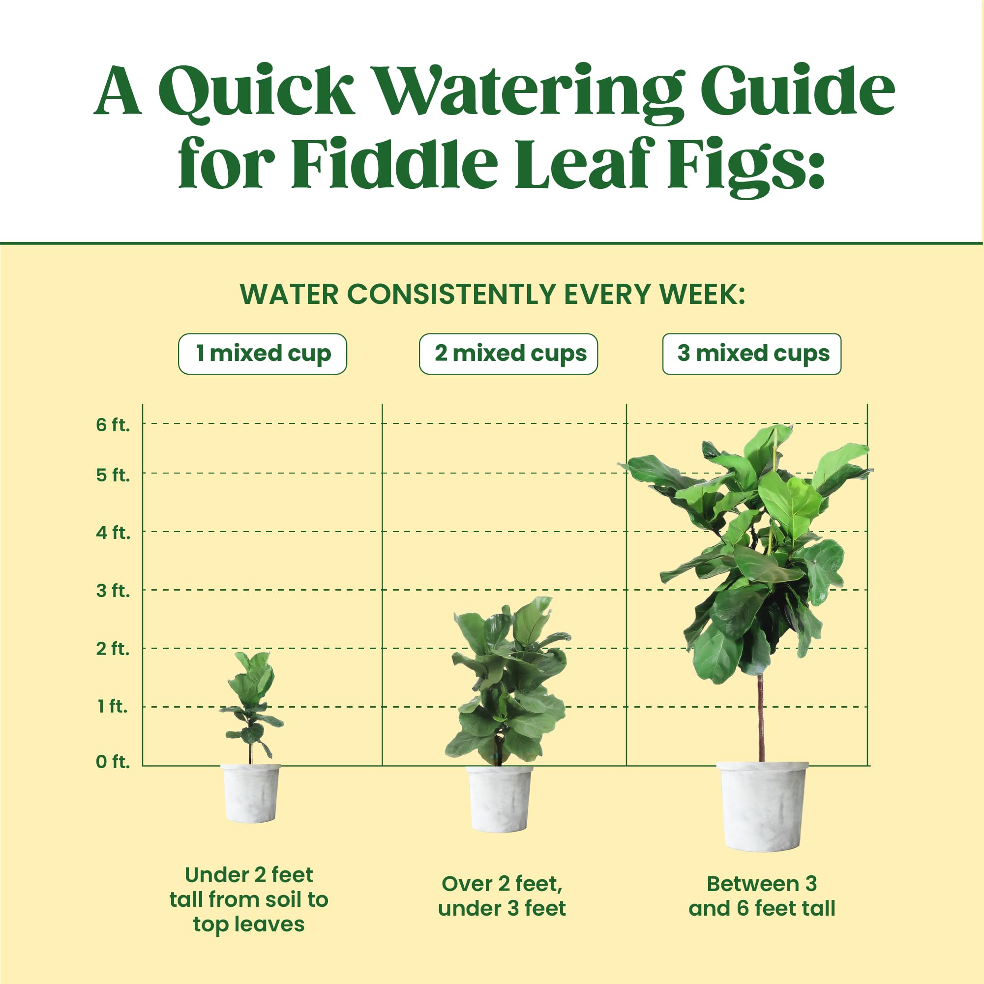Berkland Root Supplement glossy leaves close-up highlights perkier foliage.