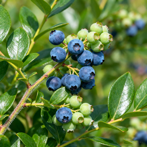 Berry Seed Kit blueberry seeds bush—perfect for container or garden blueberry bushes.