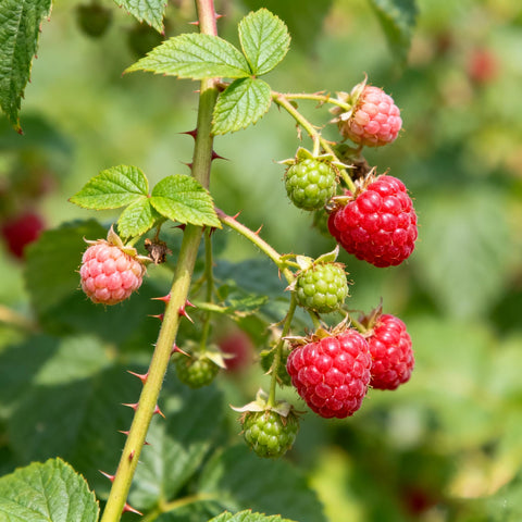Berry Seed Kit raspberry seeds pack—ideal for expanding a sunny raspberry patch.