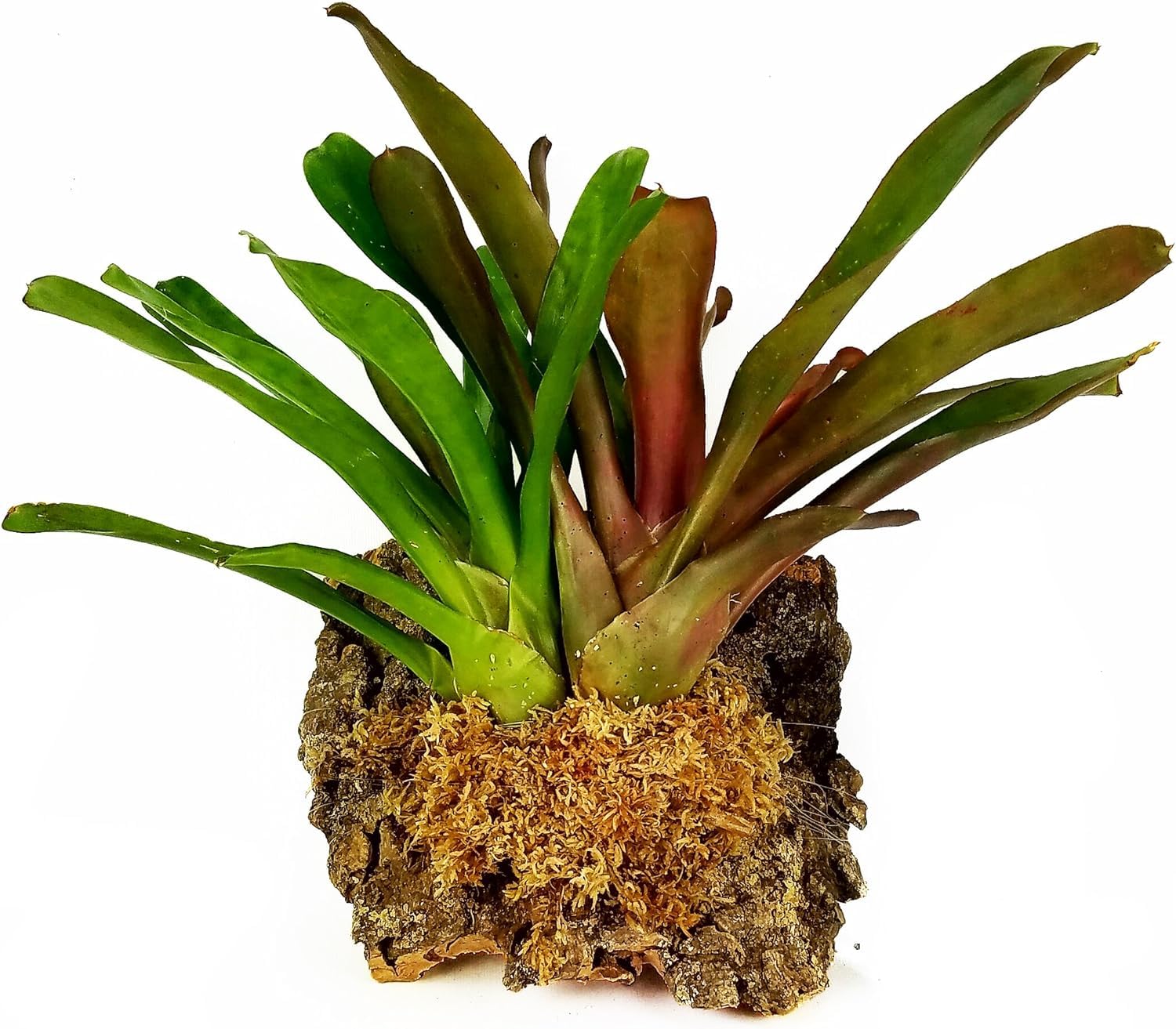 Besgrow Spagmoss hydrated moss, expands to fill up to 8L.