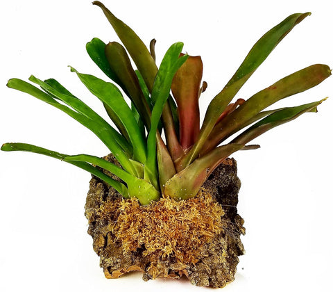Besgrow Spagmoss hydrated moss, expands to fill up to 8L.