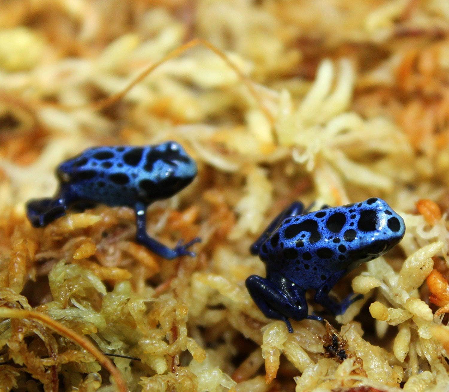 Besgrow Spagmoss sustainable harvest image showcasing natural moss