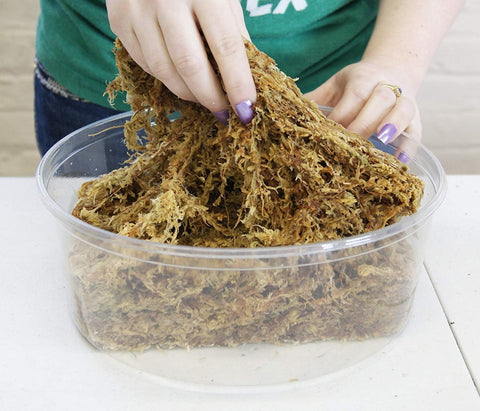 Besgrow Spagmoss water-holding capacity demonstration for orchids and moisture-loving plants