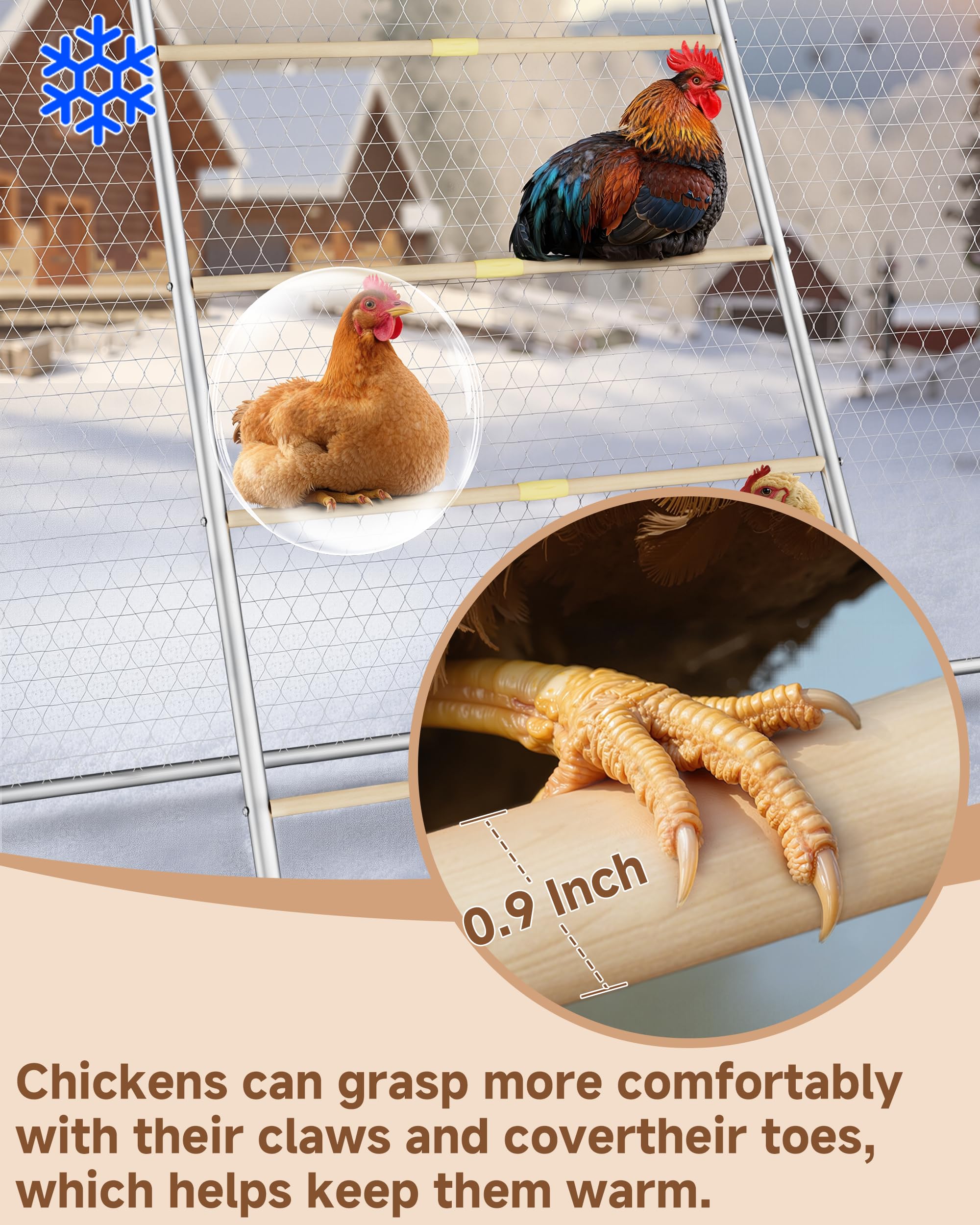 Besly 55L x 31W coop dimensions reducing floor crowding.