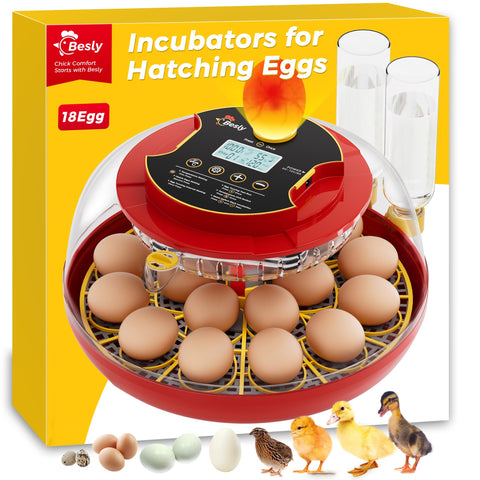Besly Egg Incubator 360-view shows embryo progress for safe home observation.