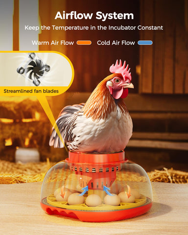 Besly incubator removable egg trays for easy cleaning and setup.