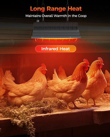 Besly poultry brooder setup using infrared warmth