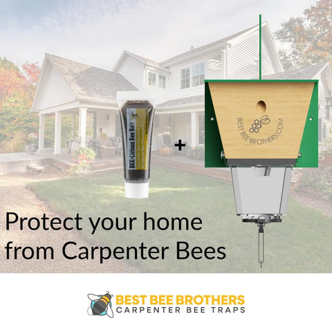 Best Bee Brothers pheromone trap lure uses natural cues to attract bees