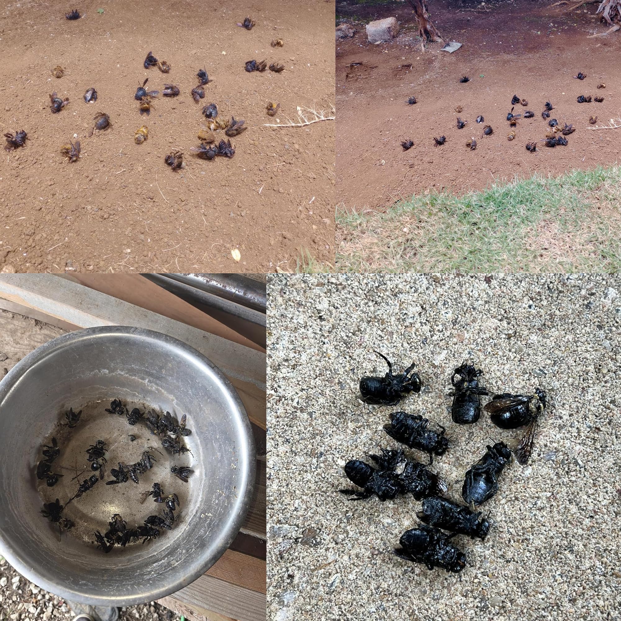Best Bee Trap Brain's Bee Butter in hole shows targeted interior treatment