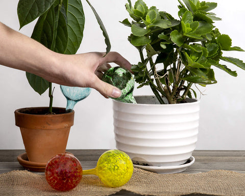 Besti multicolor glass globe highlights decorative irrigation ideal for indoor plants.