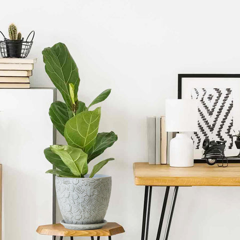 Bestseler planter makes a thoughtful gift for plant lovers.