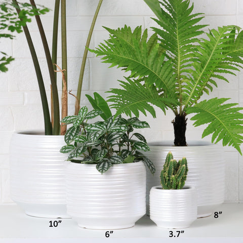 Bestseler 10 inch pot accommodates medium-to-large plants like fiddle leaf figs.