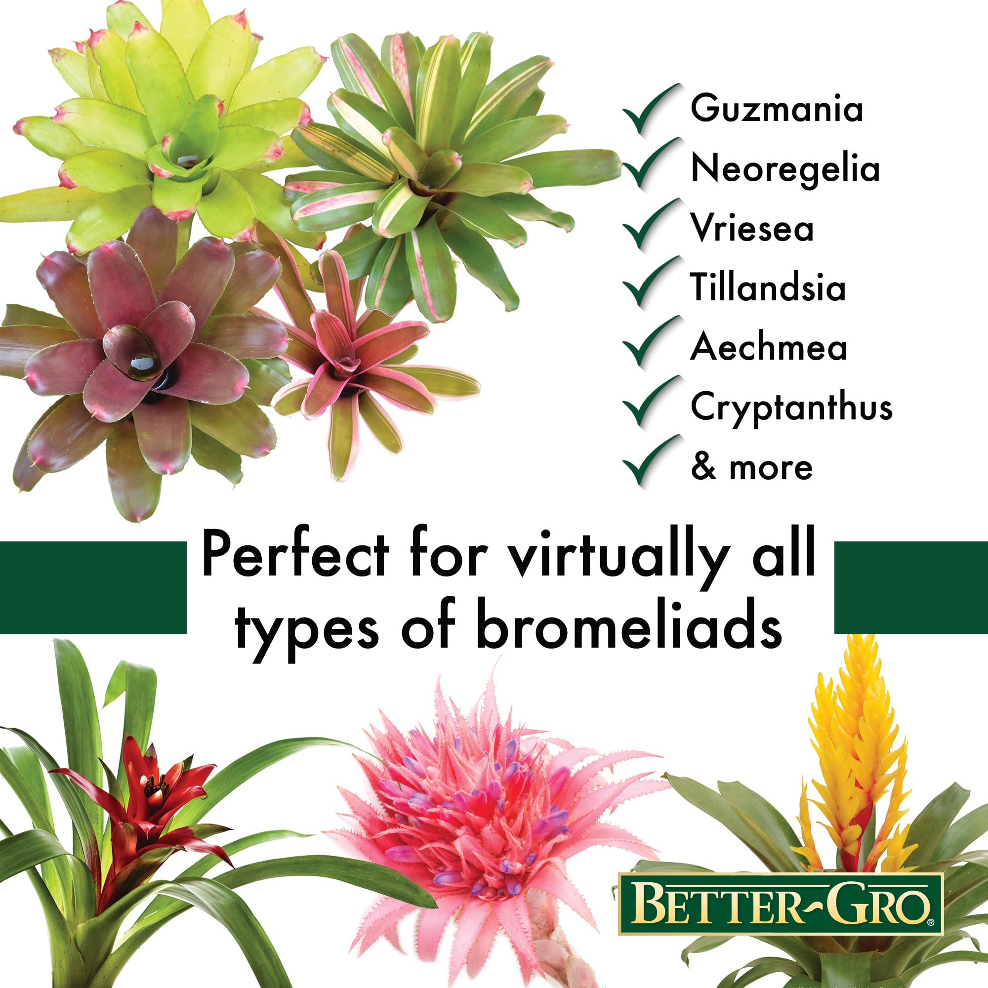 Better-Gro Bromeliad Blend 8 Qt planted bromeliad pot with healthy growth.