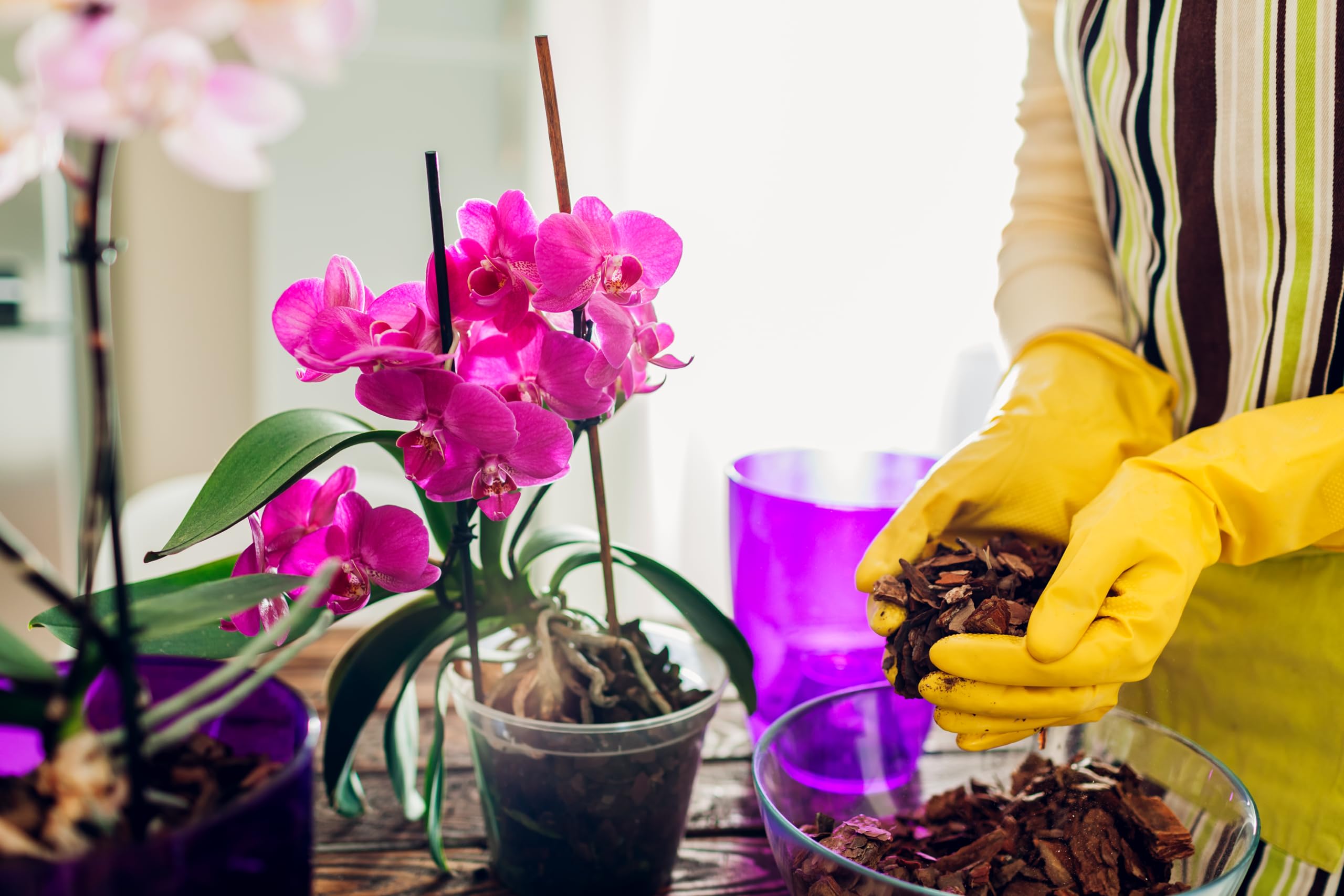 Better-Gro Sun Bulb 5011 Phalaenopsis mix suited for long-lasting blooms