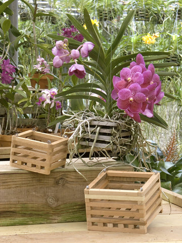 Better-Gro Sun Bulb 52720 fern and bromeliad ready with liner options.