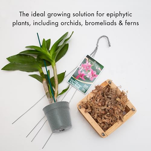 Better-Gro Sun Bulb 52720 Vanda orchid basket use demonstrates drainage-friendly setup.