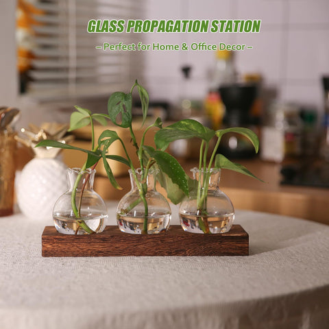 Bettstation glass bulb vases in a 3-pack for easy cutting propagation.