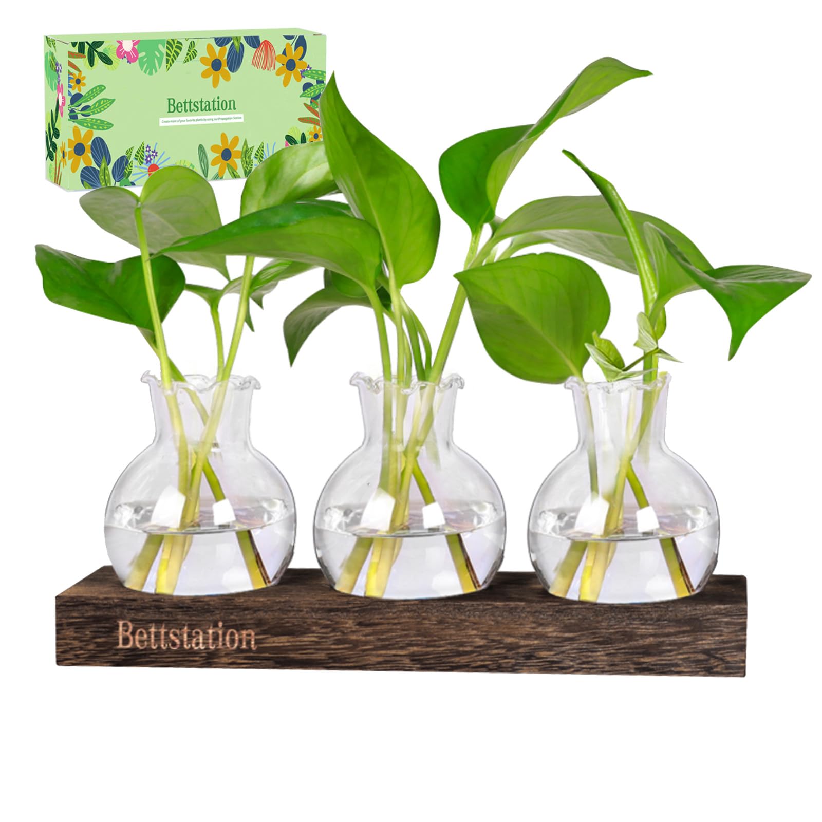 Bettstation propagation stand on a desk, ideal for stylish plant display.