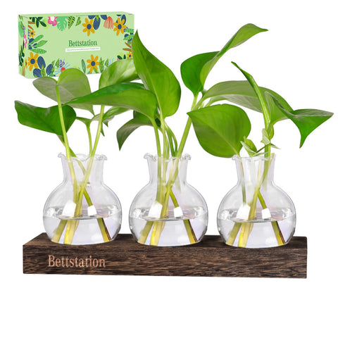 Bettstation propagation stand on a desk, ideal for stylish plant display.