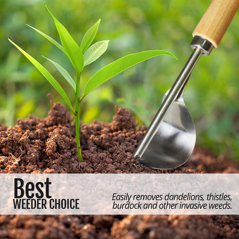 Betus Manual Hand Weeder digging deep to pull dandelions and roots