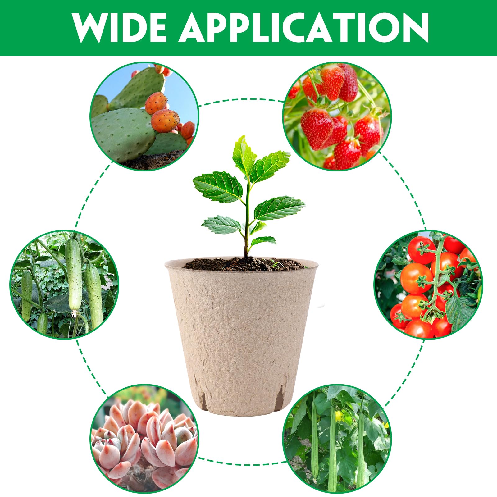 BEWBBAT germination pots support efficient seed starting and easy transplant readiness