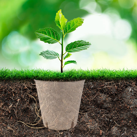 BEWBBAT seedling pots ideal for herbs, vegetables, and flowers