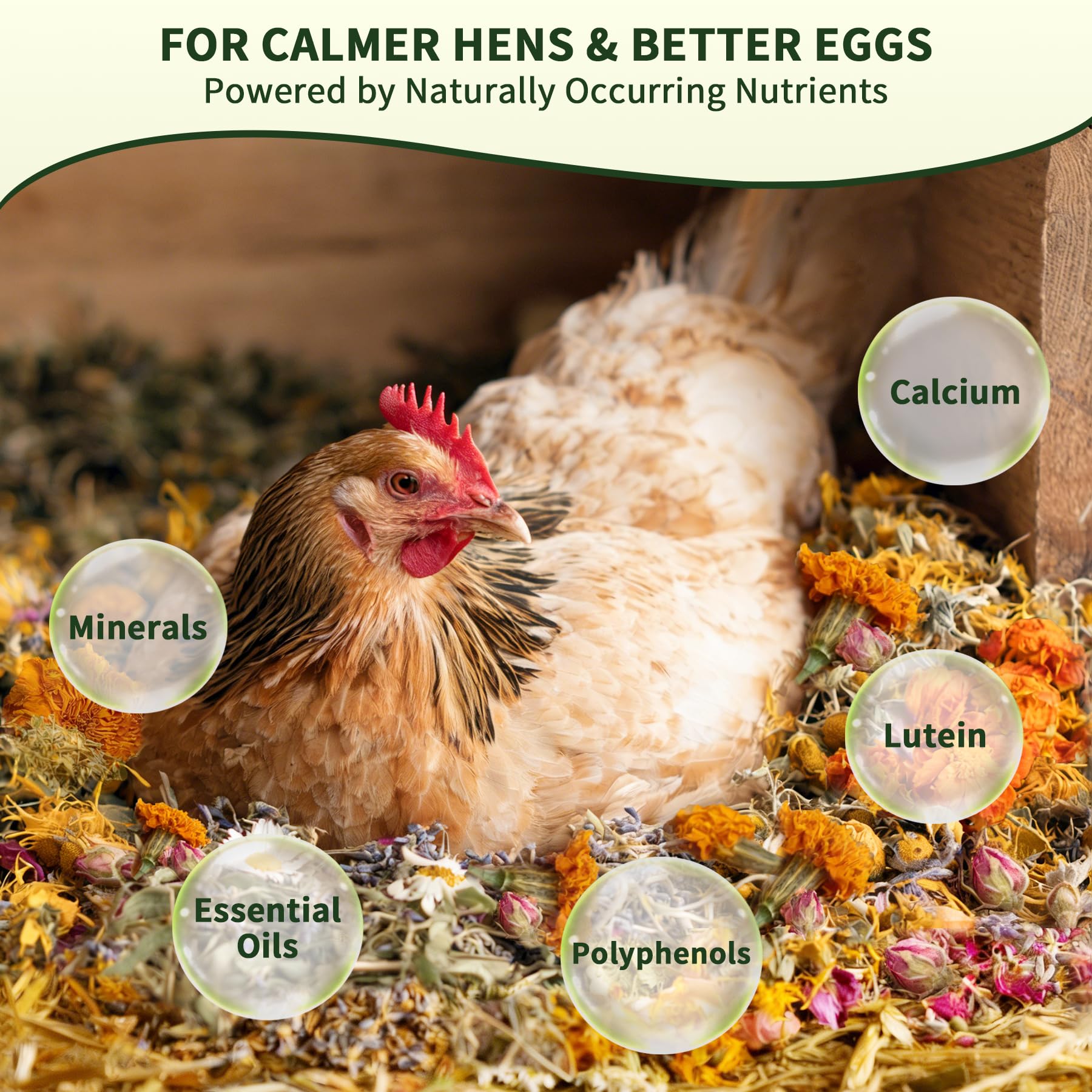 BGraceyy chickens sniffing floral aroma from herbs indicating soothing nesting environment