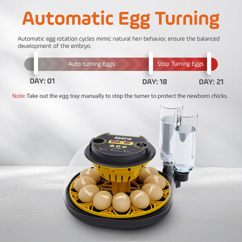 Bibibirds incubator temperature display enables precise control during incubation.