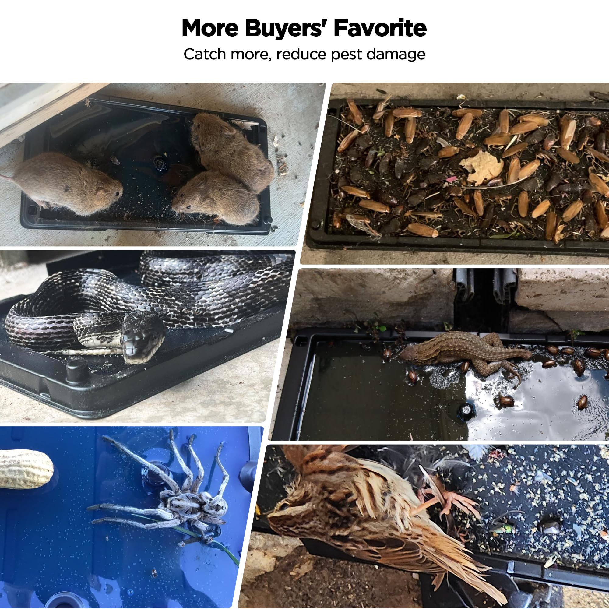 BietrunPro glue traps effective for snakes, lizards, and insects.