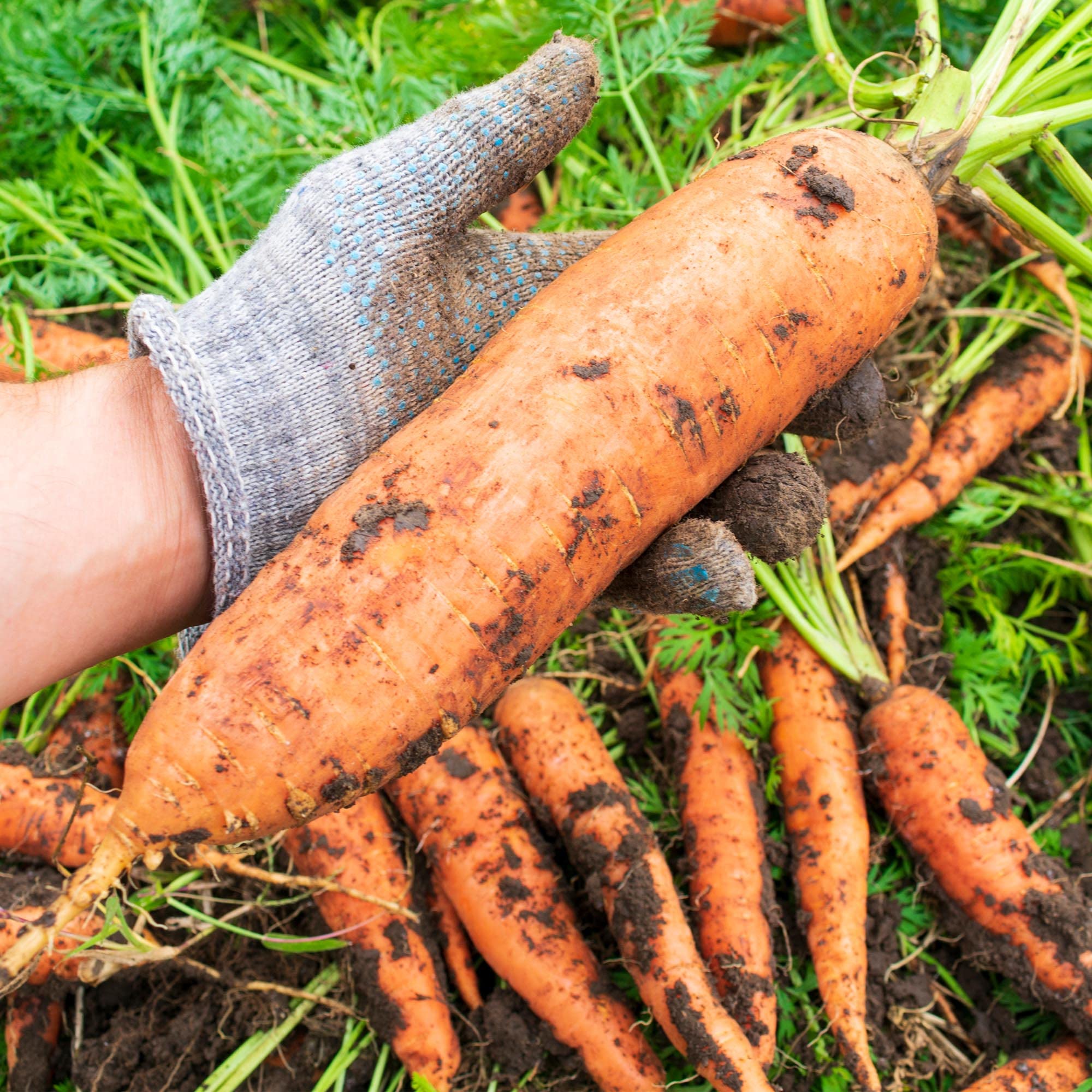 Big A Carrot Fertilizer in a garden bed supports outdoor vegetable growth.