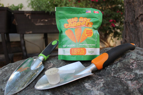 Big A Carrot Fertilizer used in indoor pots supports healthy harvests.