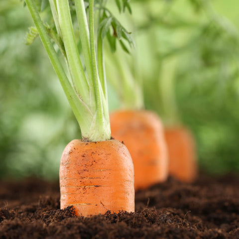 Big A Carrot Fertilizer kelp blend label hints enhanced flavor and nutrition.