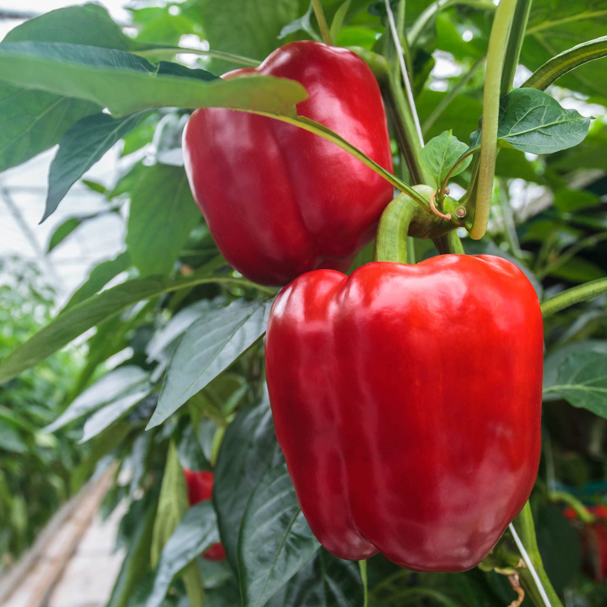 Big A Pepper Fertilizer application scene shows soil root nourishment.