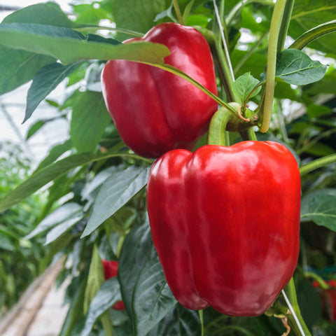 Big A Pepper Fertilizer application scene shows soil root nourishment.