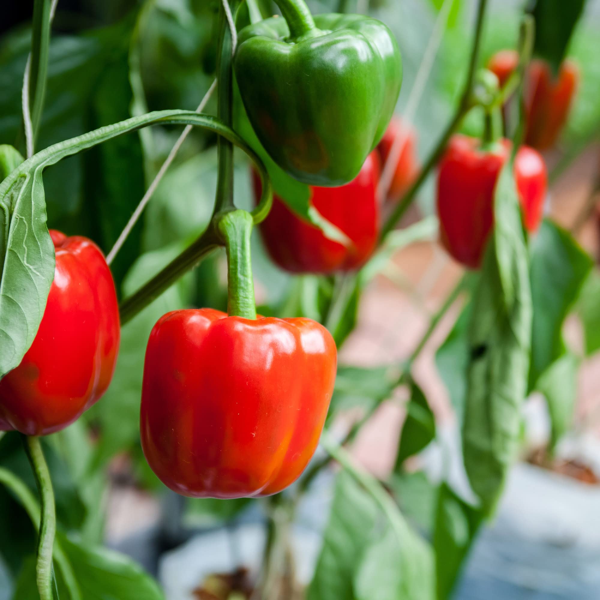 Big A Pepper Fertilizer contents close-up highlights organic blend benefits.