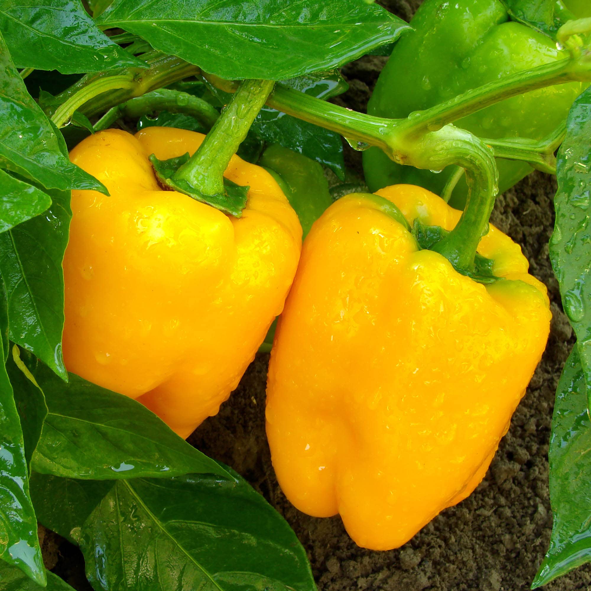 Big A Pepper Fertilizer dissolving in water demonstrates high-solubility formula.