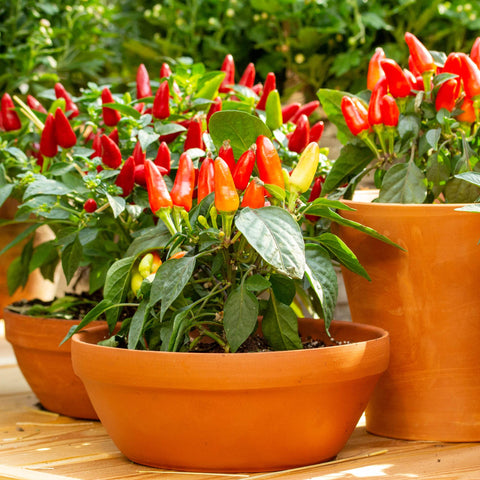 Big A Pepper Fertilizer applied to pepper plants with thriving fruit.