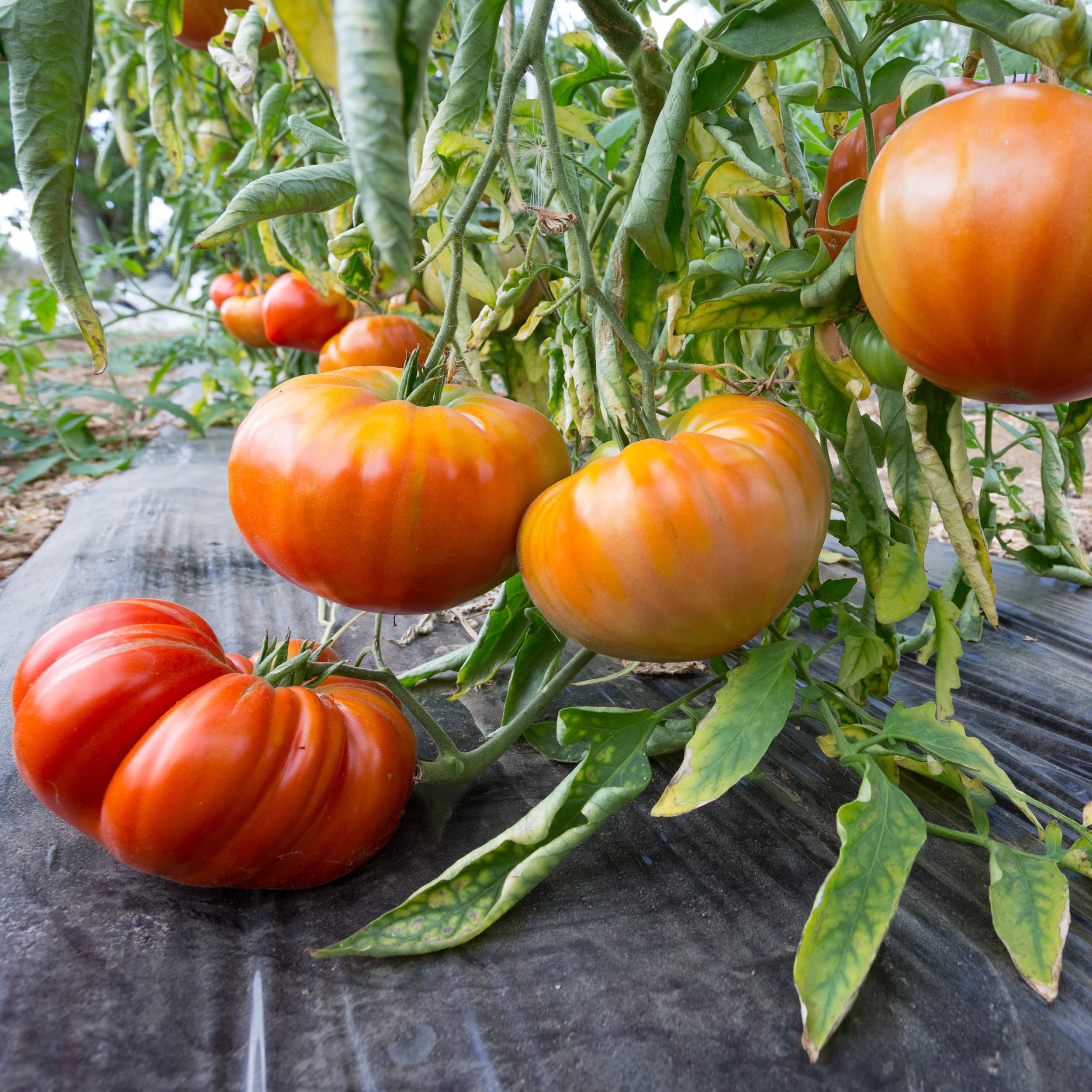 Close-up of Big A Tomato Fertilizer bottle label showing organic formula