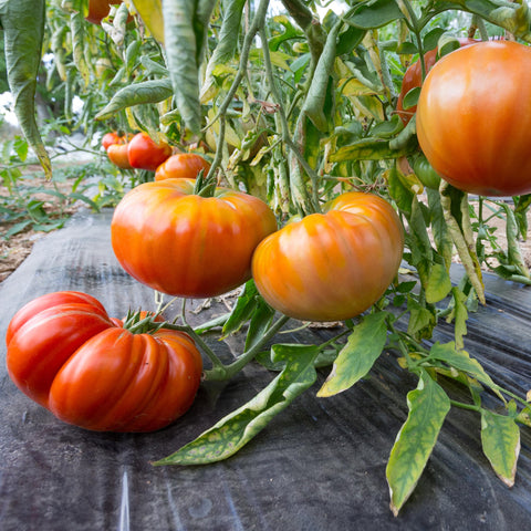 Close-up of Big A Tomato Fertilizer bottle label showing organic formula